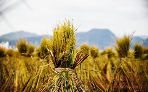 蓝皮书：到2030年我国利用生物质能可减碳超9亿吨